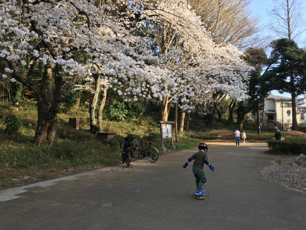【横浜で唯一】日本さくら１００選に選ばれた公園が日吉近く三ツ池公園（お花見情報）